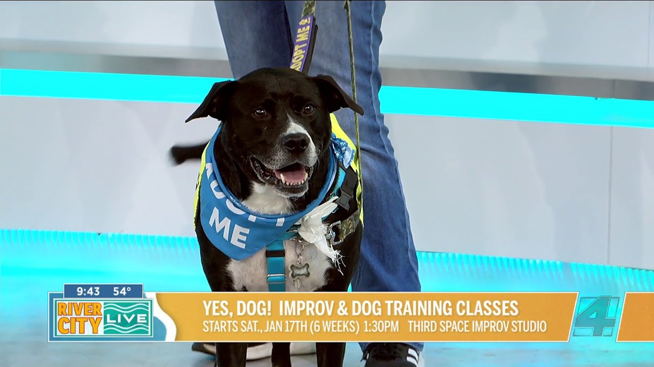 Yes, Dog! Improv & Dog Training classes
