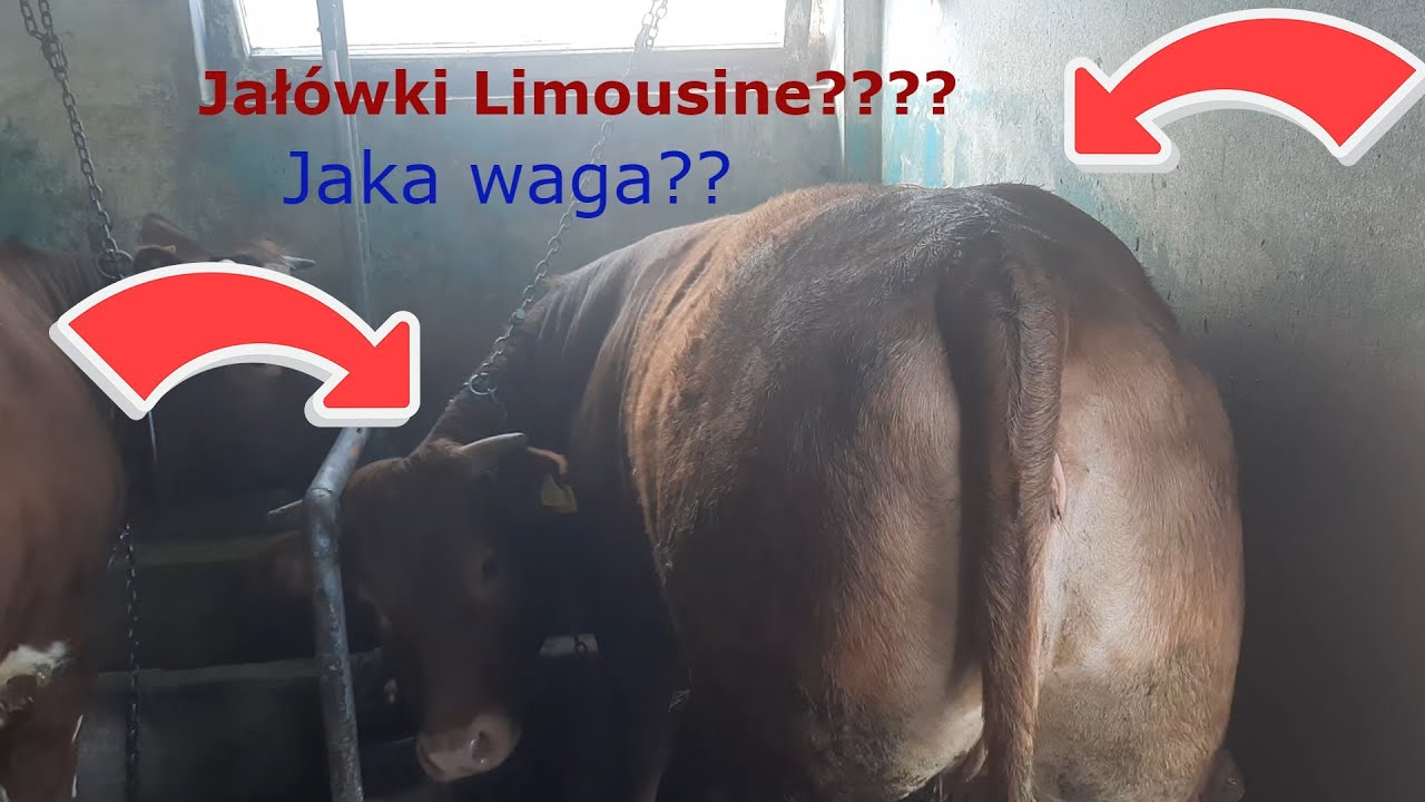 #20 SPRZEDAŻ JAŁÓWEK LIMOUSINE 2021 $ 2 $