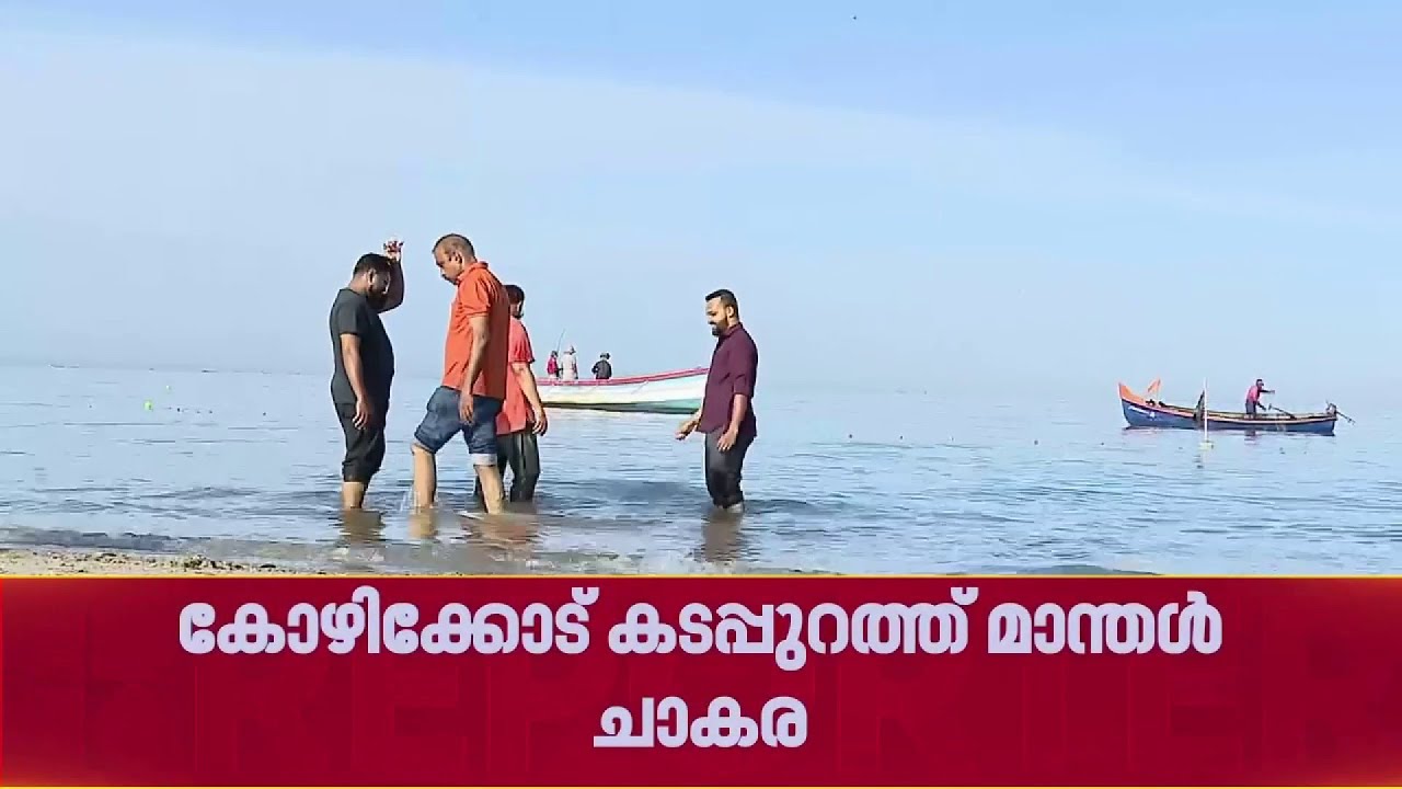 ചാകര.. ചാകര....; കോഴിക്കോട് കടപ്പുറത്ത് മാന്തൾ ചാകര; മീൻ പിടിക്കാനായി നിരവധി പേർ| Kozhikode