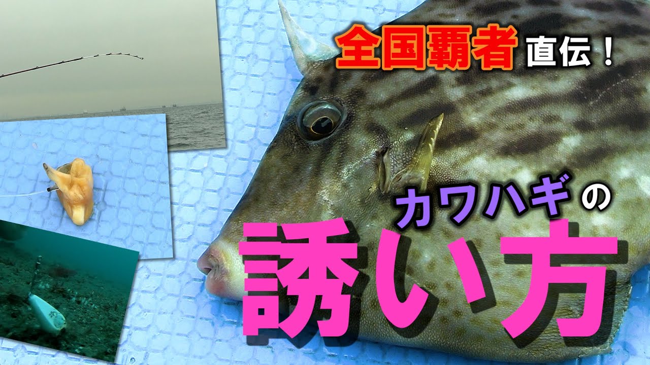 全国覇者直伝！ ＜東京湾＞カワハギの誘い方