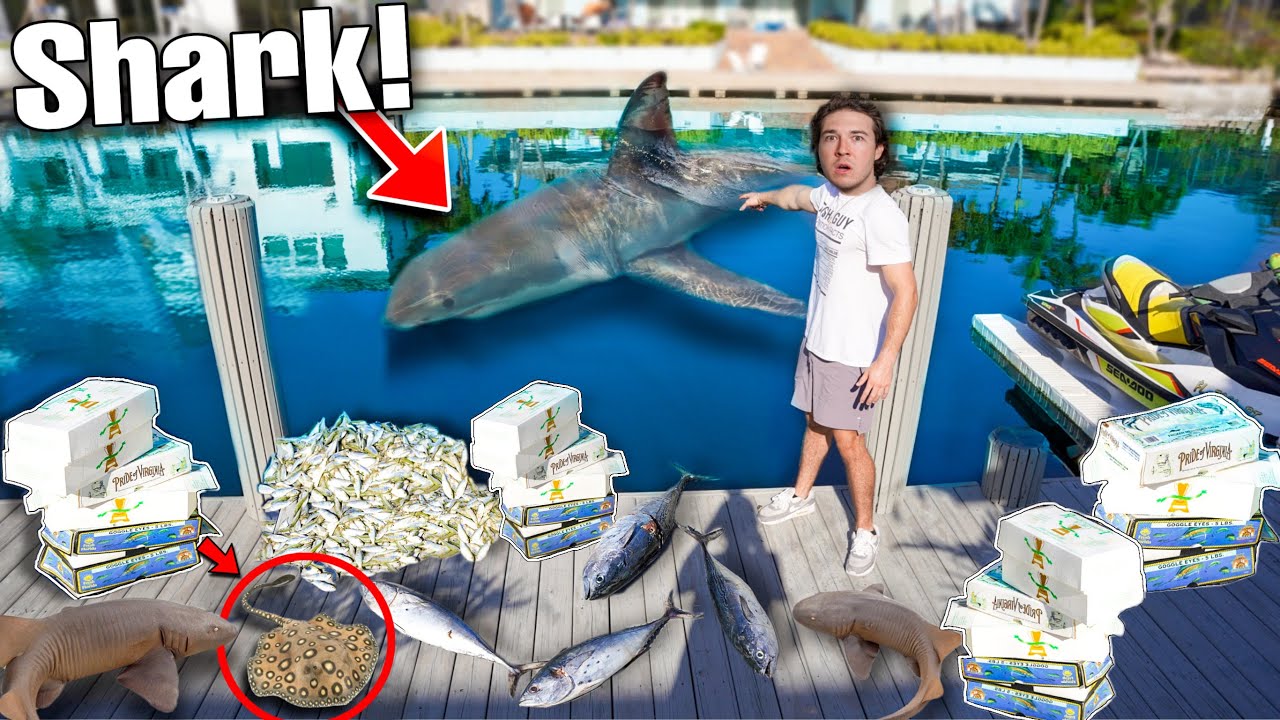 FINDING AQUARIUM SEA MONSTERS Using 1,000 LBS of Dead Fish... (shark encounter)