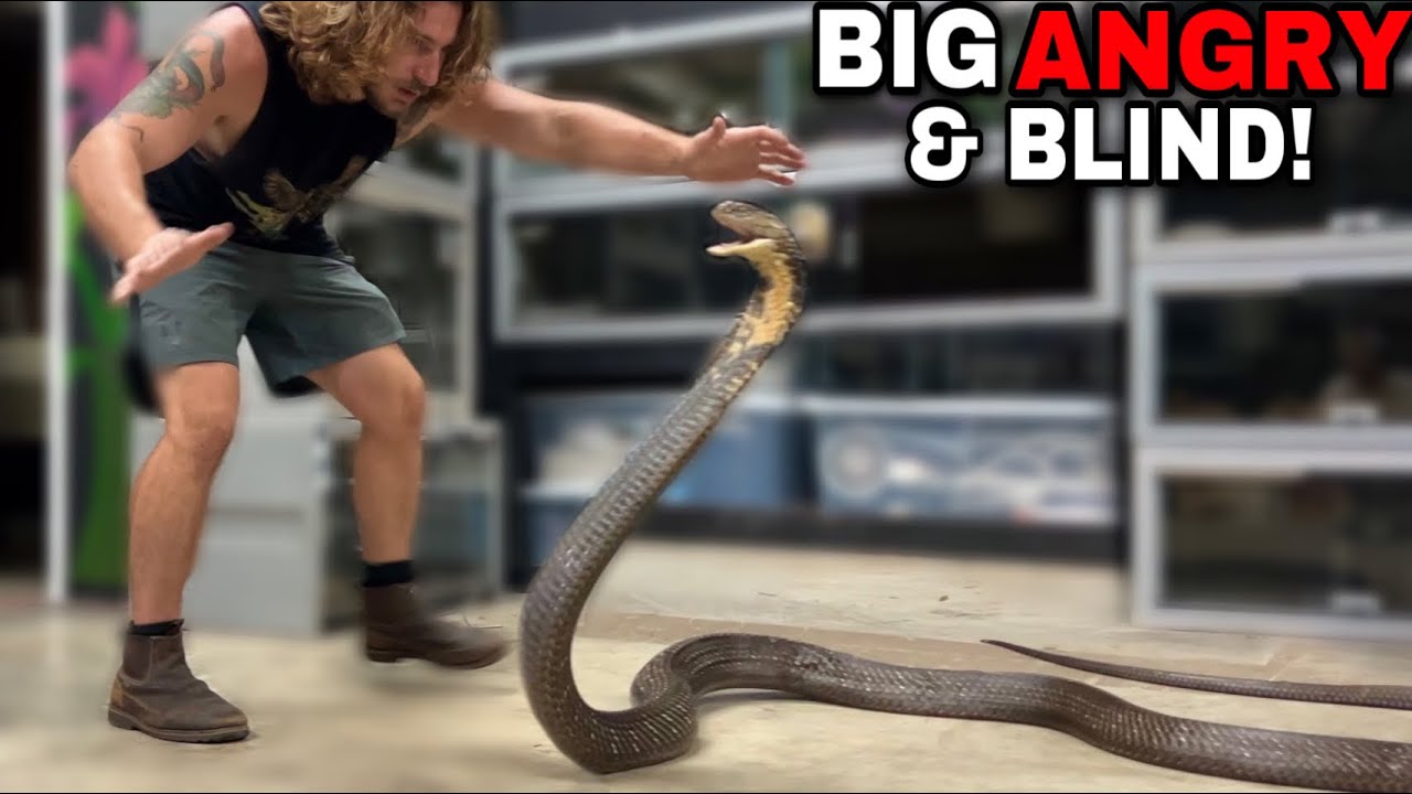 KING COBRA! Blind and CRANKY!