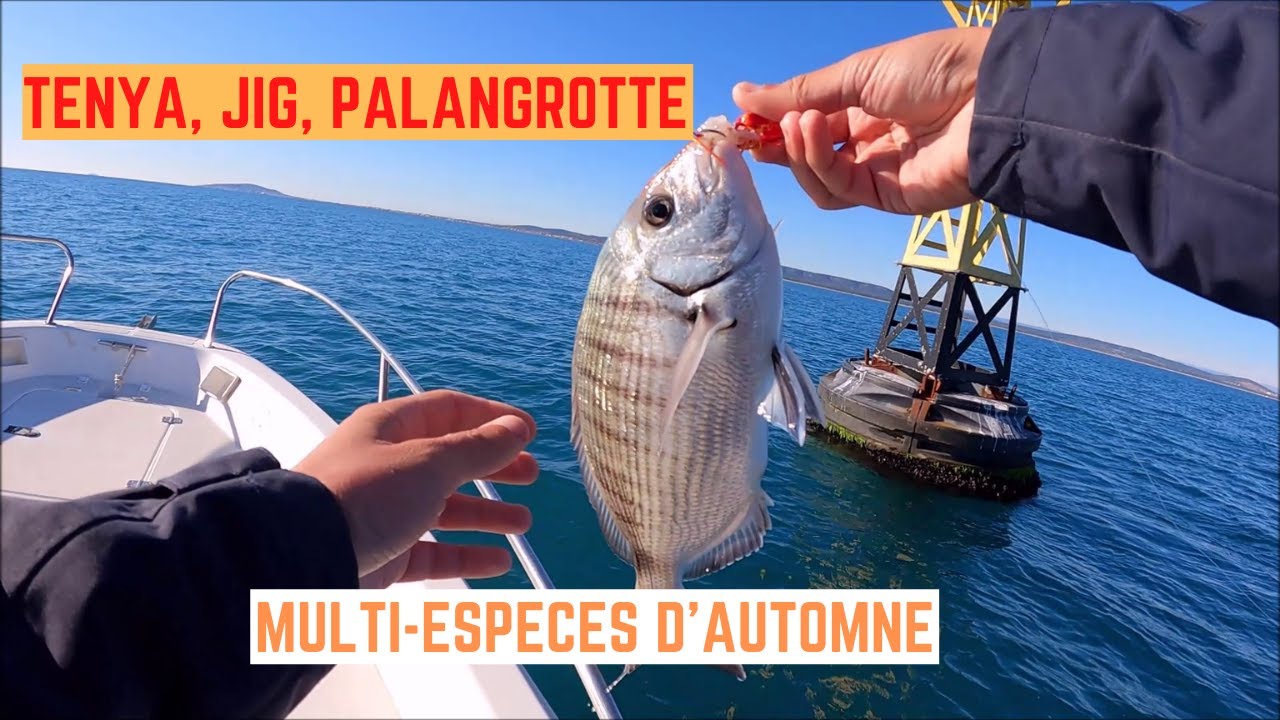 Quels POISSONS en AUTOMNE ? Je tente TENYA, JIG et PALANGROTTE