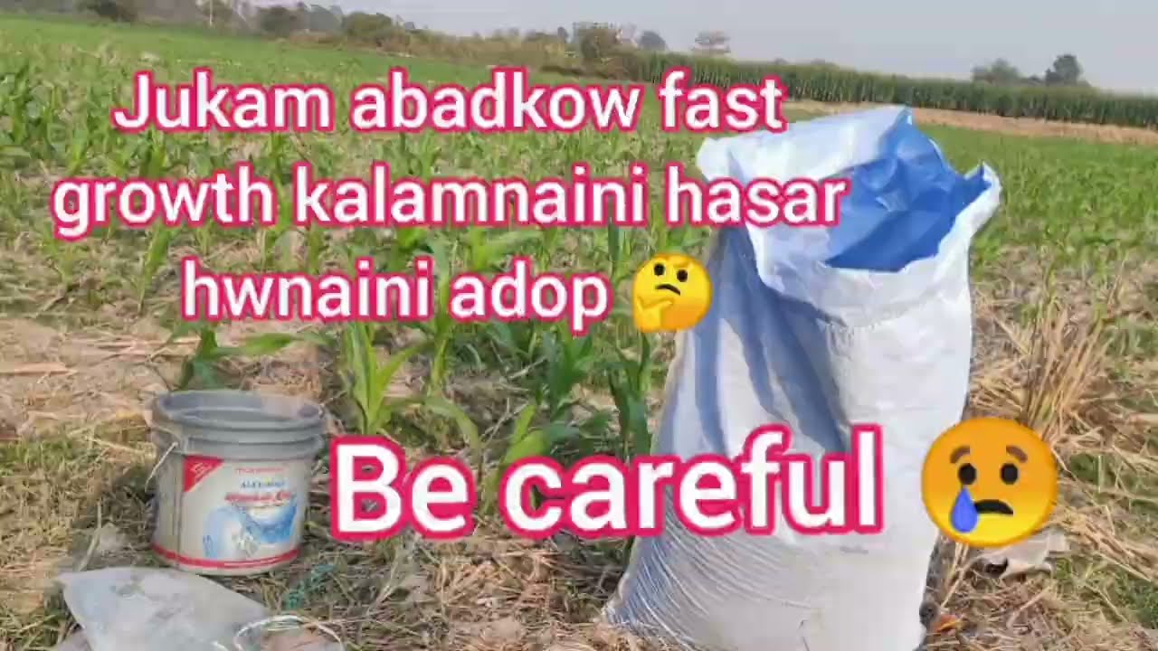 Jukam abadkow fast growth kalamnaini hasar hwnaini adop arw mwnse kwtakow gwswao la.