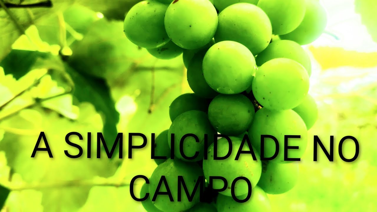 Tirando o broto da uva 🍇