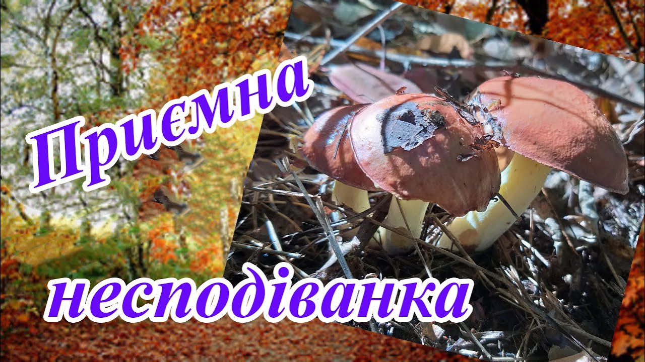 Несподіваний похід в ліс в листопаді. 