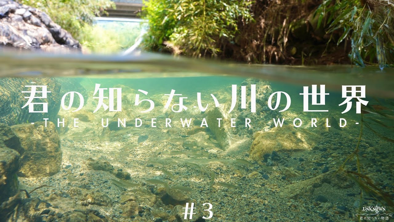 【水中映像】琵琶湖 「君の知らない川の世界#3」4K /The Underwater World Lake Biwa