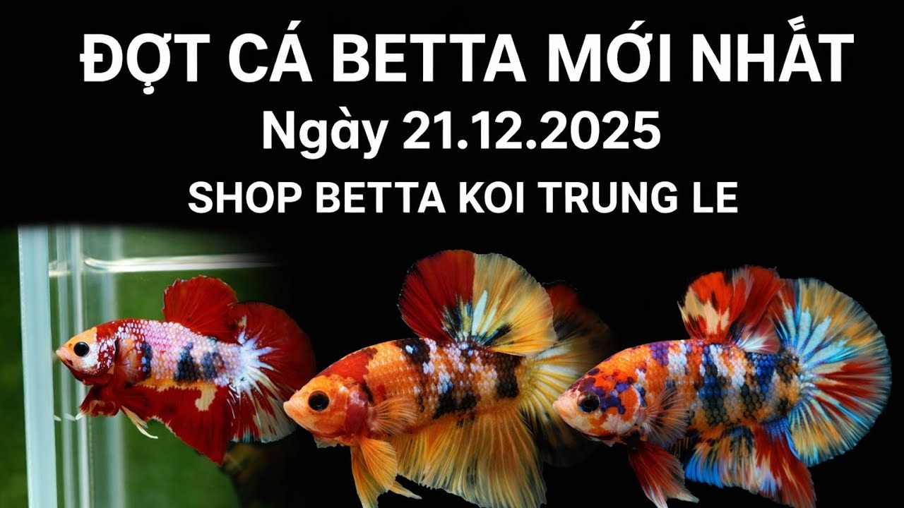 ĐỢT CÁ BETTA MỚI NHẤT ngày 21.12.2025 | SHOP BETTA KOI TRUNG LE
