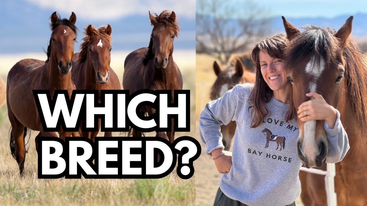 How To Tell Which HORSE BREED Is Right For You