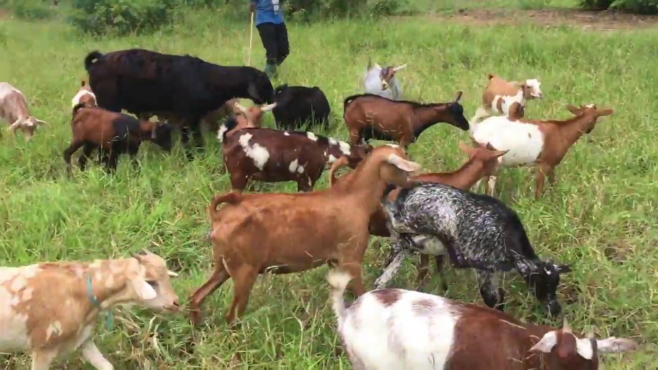 Goats eating grass in Dar es Salaam Tanzana on March 2018
