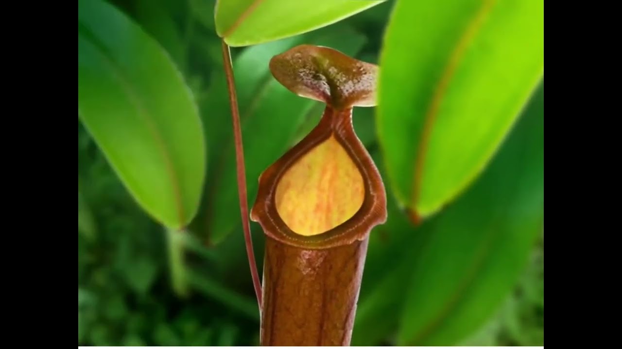 Insectivorous plant