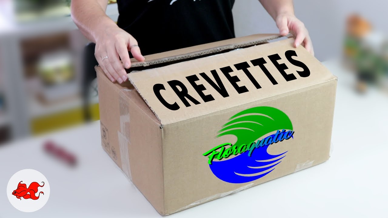 Unboxing superbes crevettes Floraquatic