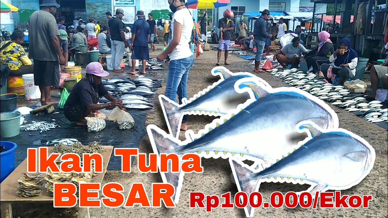 Wow Tuna Besar Harganya hanya Rp100 Ribu saja