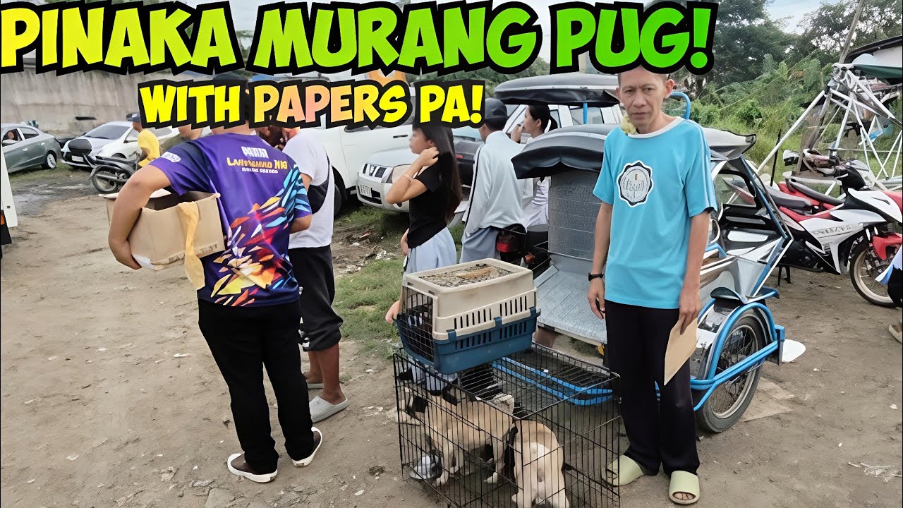 MABUTI AT MAY DUMATING NA KAIBIGAN! MGA EKSENA AA BOCAUE PET MARKET? 12/5/25