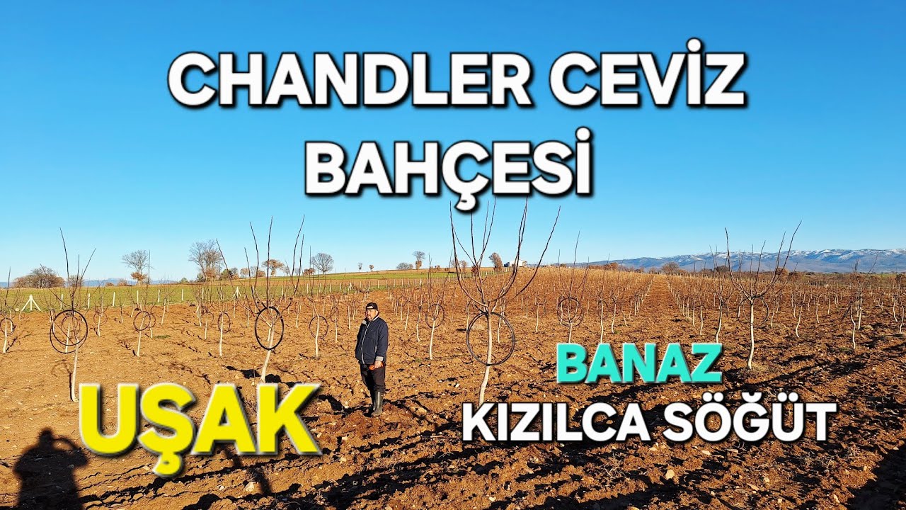 CHANDLER CEVİZ BAHÇESİ UŞAK BANAZ