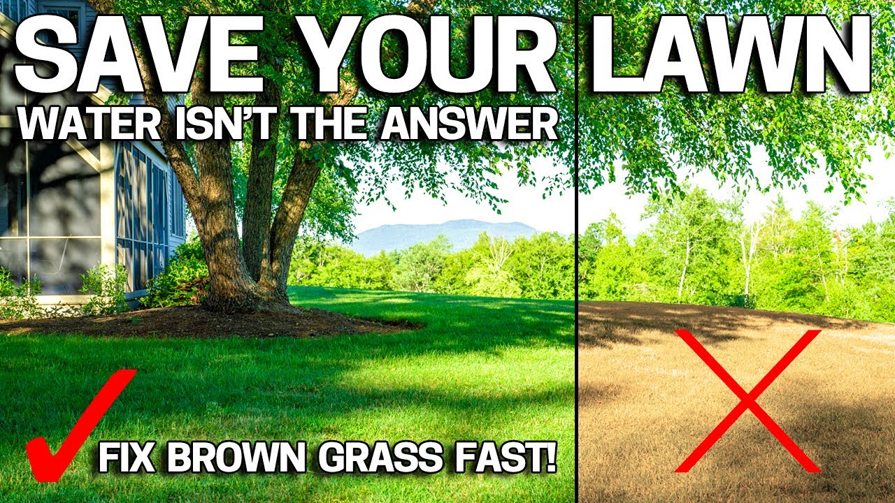 WHY your LAWN is turning BROWN & IT'S NOT WATER!