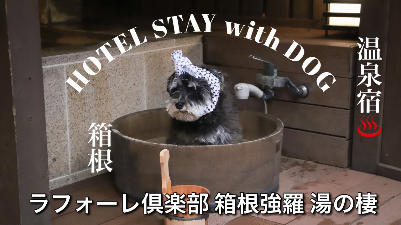 【愛犬と温泉旅行】犬と泊まれるホテル ラフォーレ倶楽部 箱根強羅 湯の棲でリラックス旅