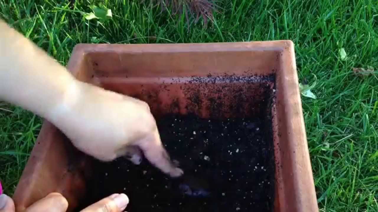 Jardinería: Sembrando Semilla de Mamey Sapote | Parte 1