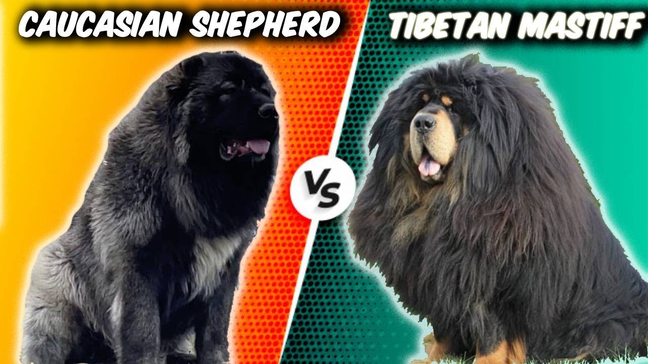 Caucasian Shepherd Dog VS Tibetian Mastiff-Comparison