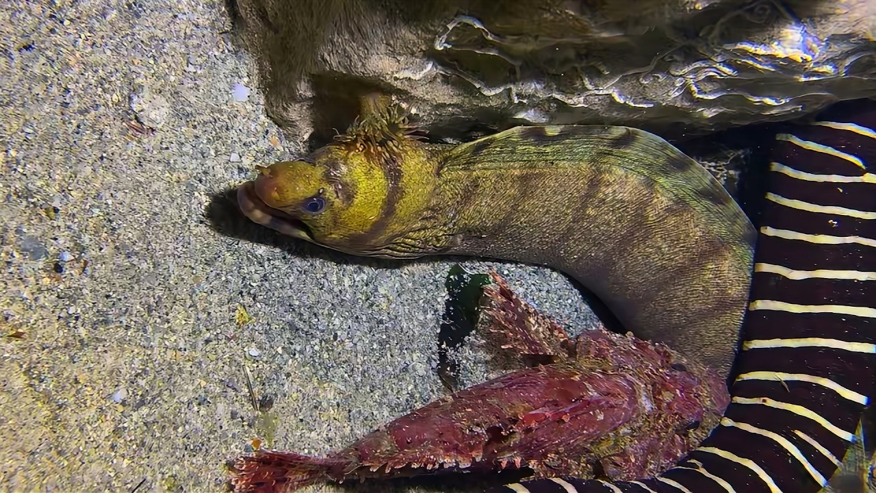 Live Stream 🟢 –Octopus Fights Back - Almost Escaped！ #diving #fishing #seafood #shorts