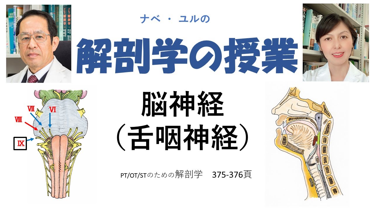 脳神経：舌咽神経