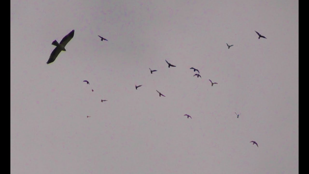 Орел-карлик жестко Атакует Голубей/ Eagle dwarf attacking pigeons