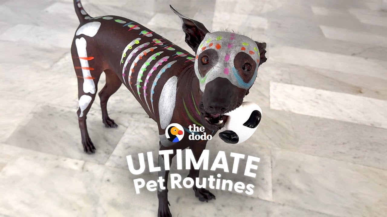 Dog Mom Paints Her Hairless Dog To Go On Walks | The Dodo