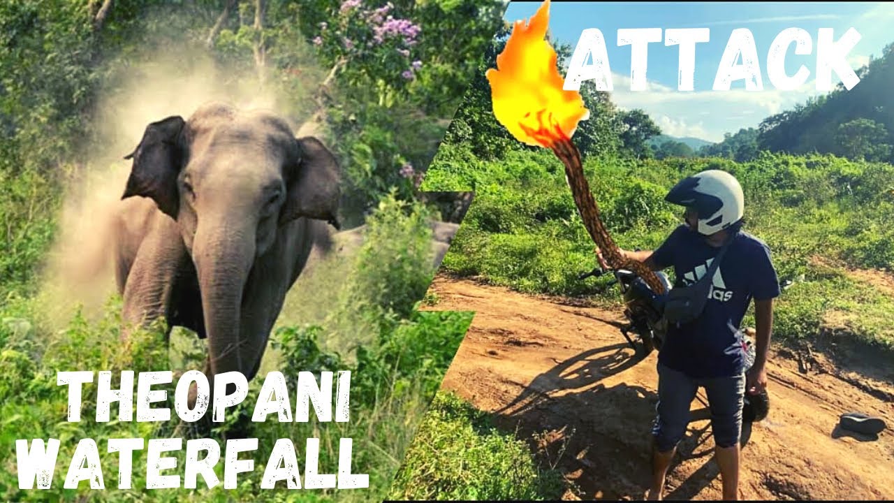 Daily Vlogs: Elephant Attack | Encounter with Elephant in Theopani Waterfall, Guwahati Assam