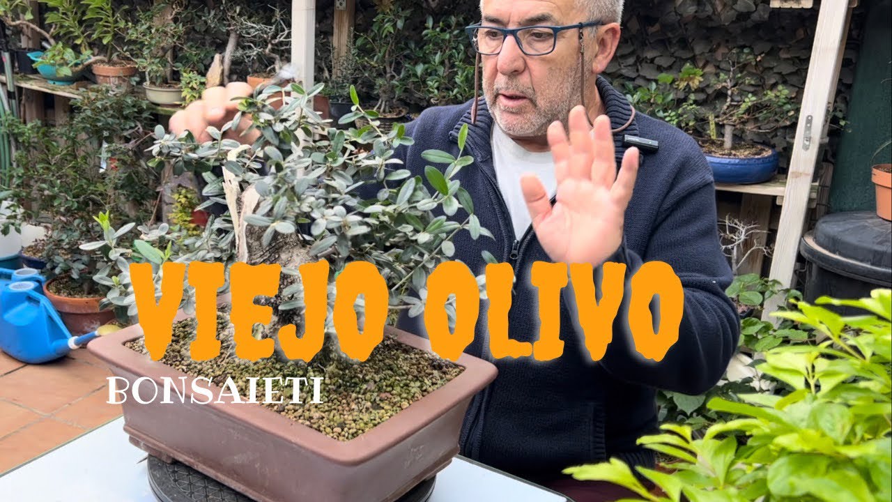 Trabajos en OLIVO viejo y veremos si otoñan los arboles