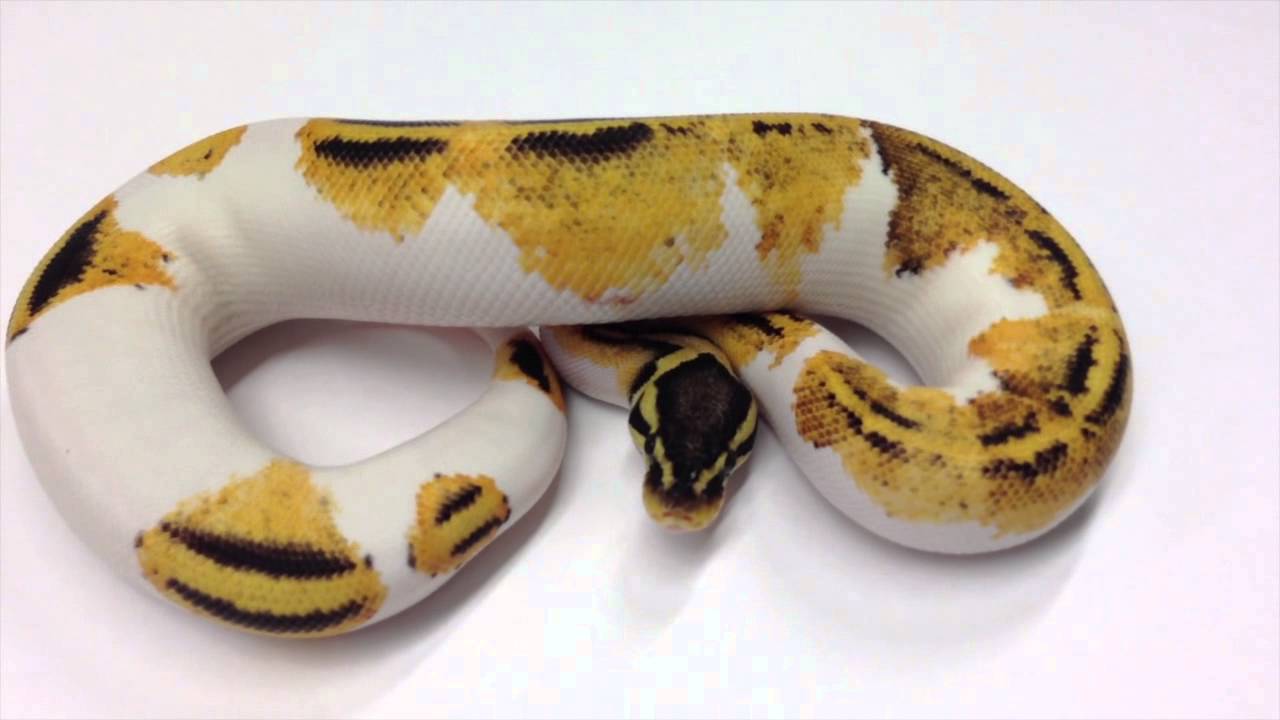 Morphs 101 - Advent Day 1 (Pastel YB Piebald)