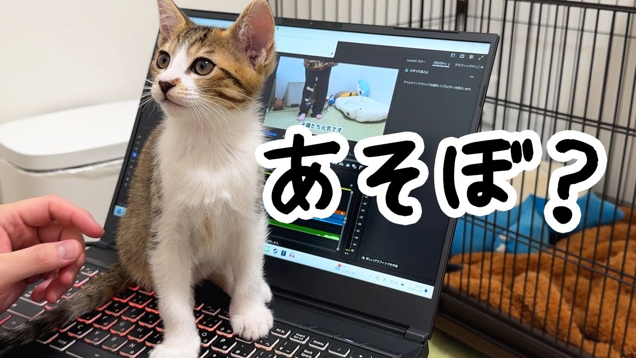 かまってもらいたい子猫たちの行動が凄すぎました&hellip;