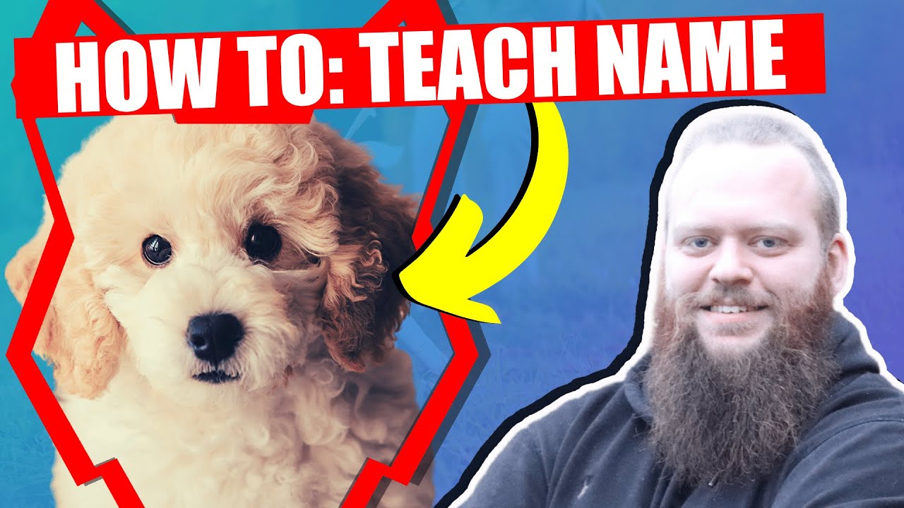 How To Teach Your POODLE PUPPY Their Name