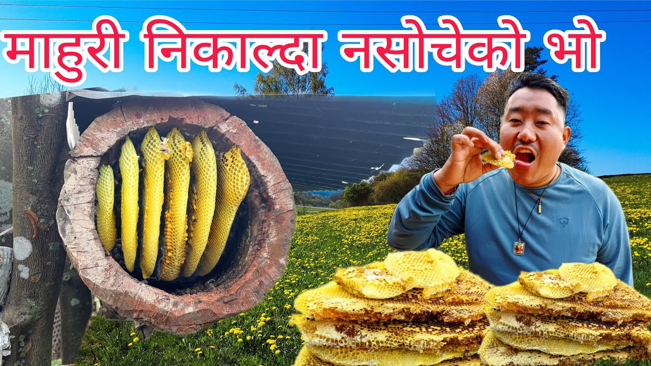 माहुरि झिक्दा नशोचेको भयो ☺️😀|| मह चाइ खाईयो मज्जा ले 😀😀