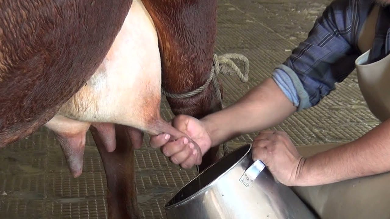 Types of Milking (Dairy Cattle)