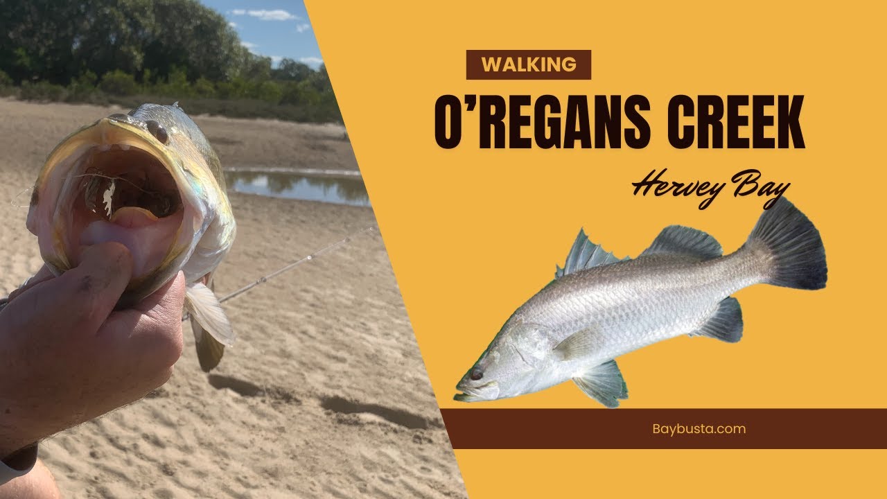 Hervey Bay Fishing - Barra Caught up O'Regans Creek August 2025
