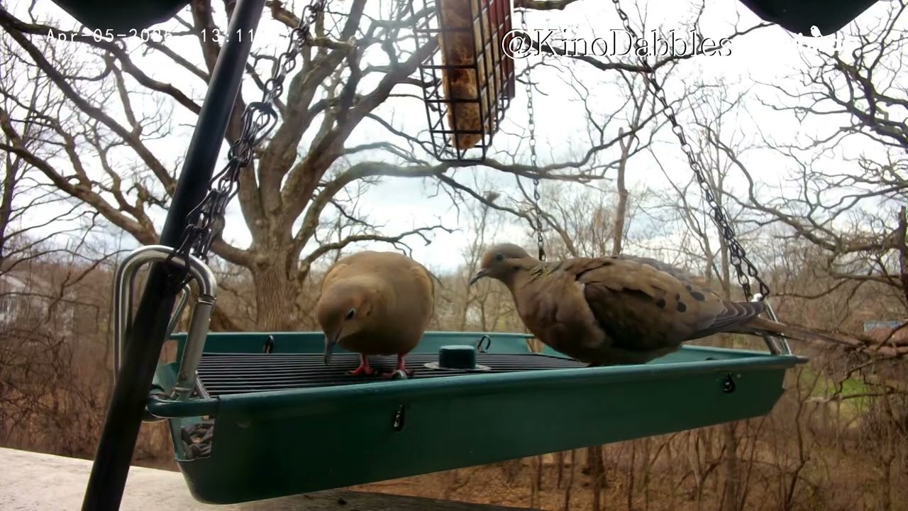 11+ Hours No Music Extended Birdcam Footage | Winter Chapter 3-Spring Chapter 5