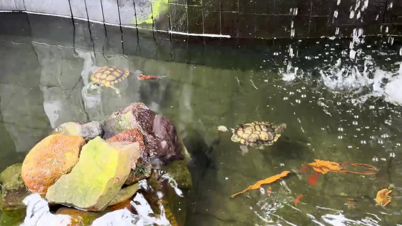 Happy Fish in Pond #malaysia #happyfish #koifish #tortoise #pond #segamat