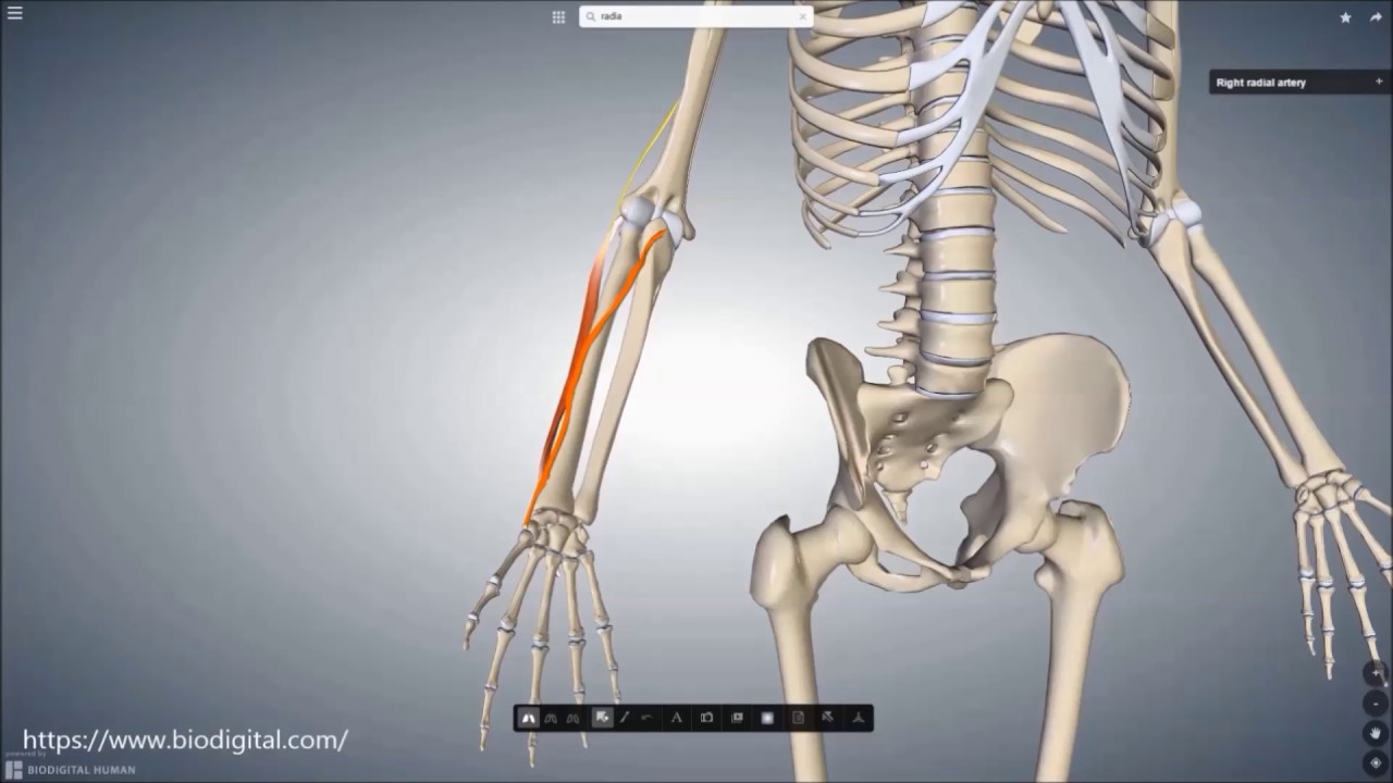 M. extensor carpi radialis brevis