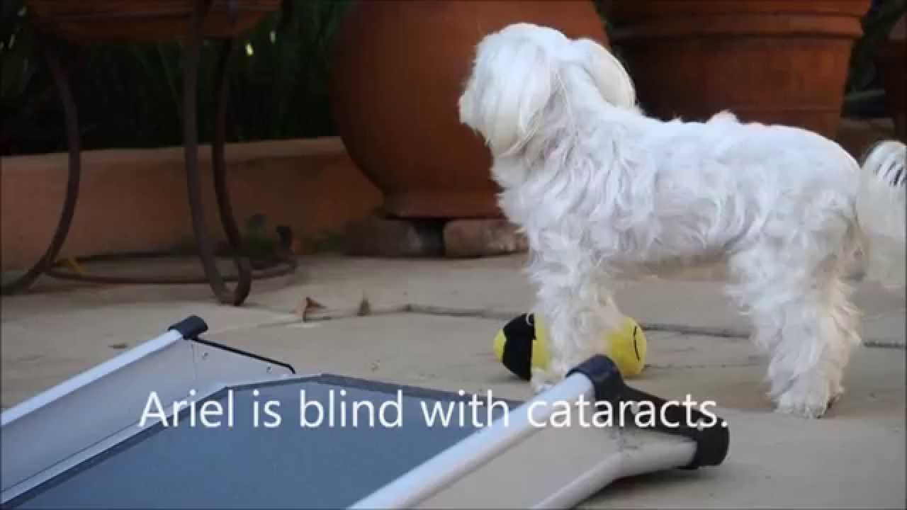 Ariel two weeks post cataract surgery.