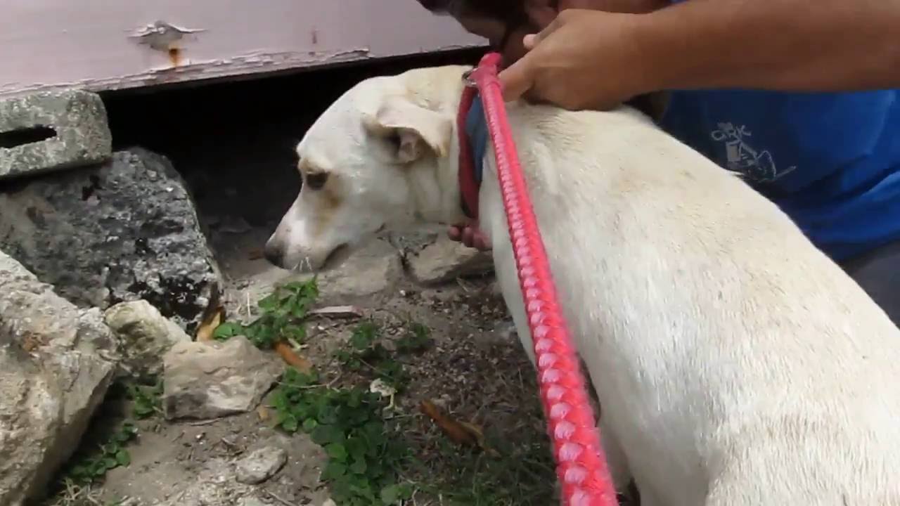 In Memory of Diane  Bambrough - The Rescue of a Mother Dog & her 8 puppies