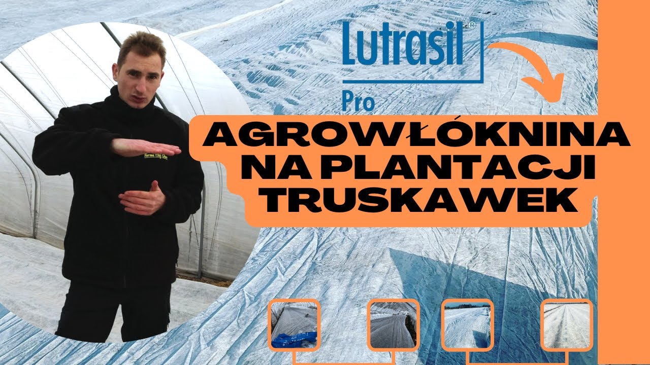 Agrowłóknina na plantacji truskawek - Lutrasil Pro