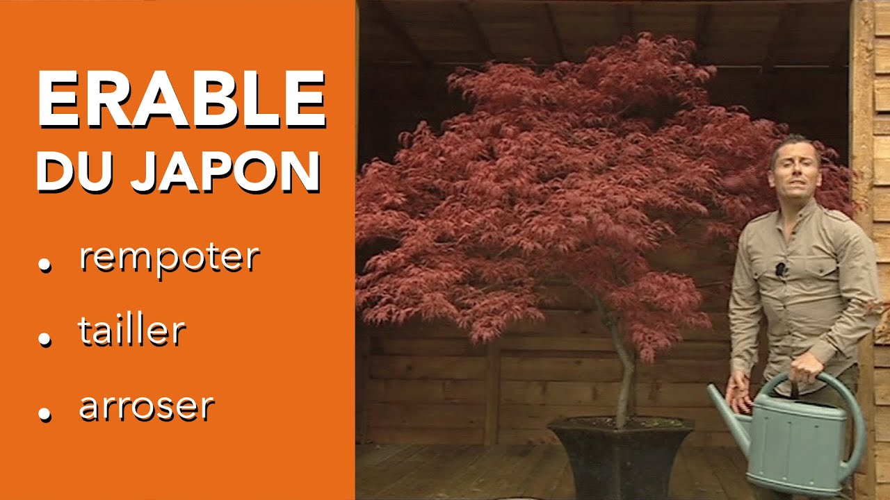 Comment cultiver un ERABLE DU JAPON ? - ACER PALMATUM - Chroniqueur jardin Franck PROST