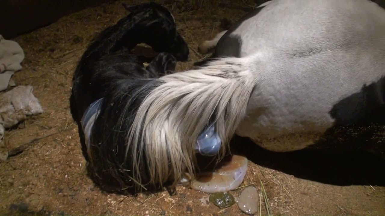 Big Colt Born