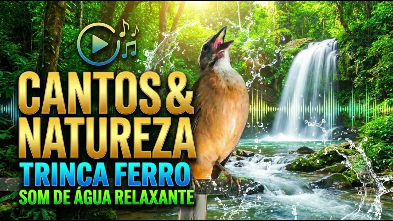 O Melhor Canto de Trinca Ferro com Som de Natureza para Esquentar seu Pássaro.