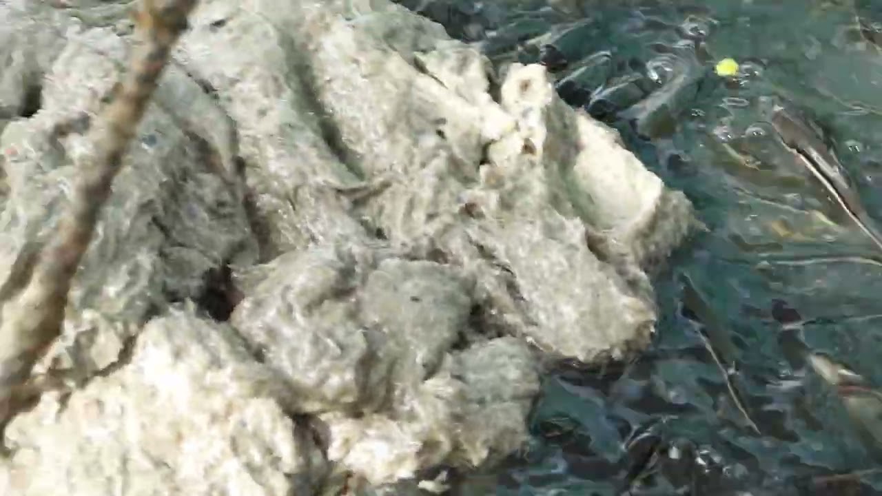 Fish farming snakeheads