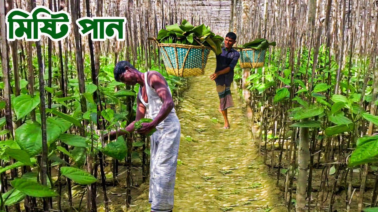 মহেশখালীর মিষ্টি পান || Panorama Documentary