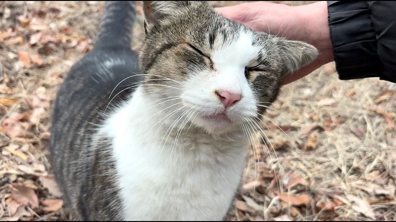 長毛猫ちゃんの案内で次々と集会に参加して来たかわいい猫たち