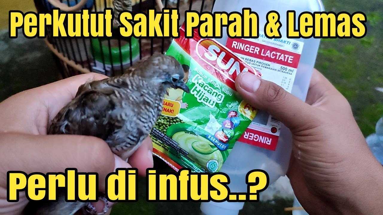MENGOBATI PERKUTUT NYILET GAK MAU MAKAN