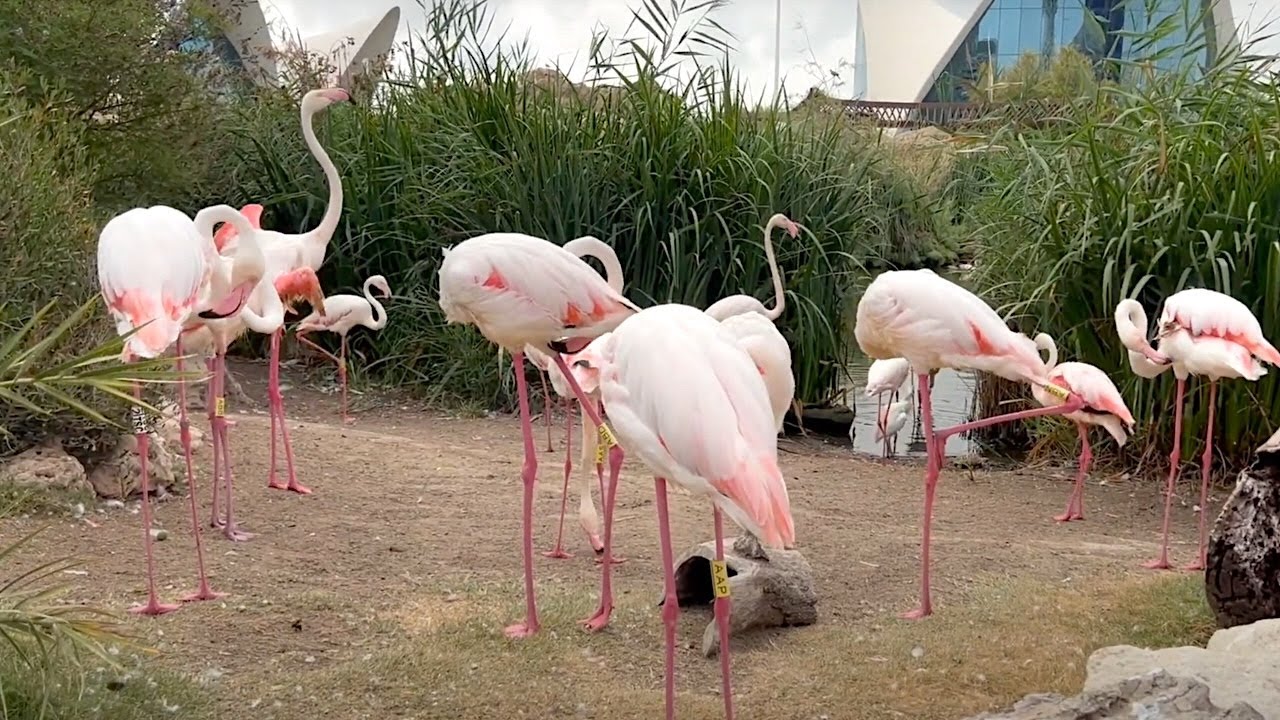 Flamingo #shorts