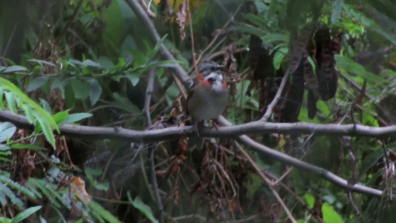 Rufous-collared Sparrow (Casa Jardin Turi Quindi)